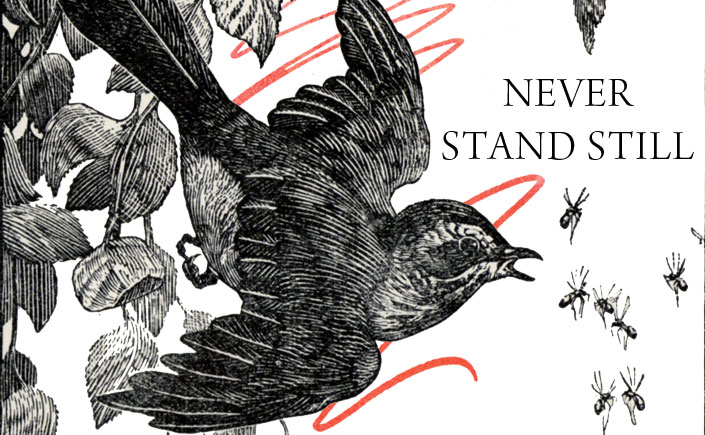 never-stand-still-spendlove-and-lamb